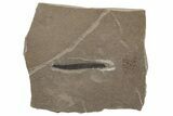 Fossil Leaf - Green River Formation, Utah #237540-1